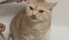 橘猫视频,治愈系萌宠瞬间，萌化你的心